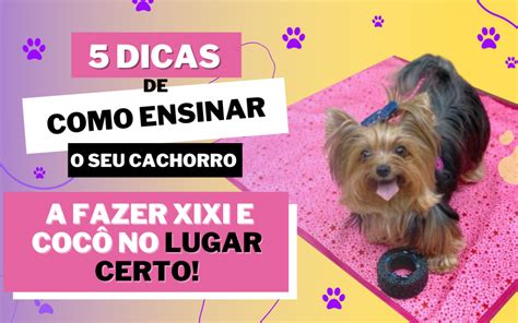 15 dicas de como ensinar cachorro a fazer .